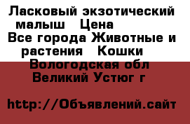 Ласковый экзотический малыш › Цена ­ 25 000 - Все города Животные и растения » Кошки   . Вологодская обл.,Великий Устюг г.